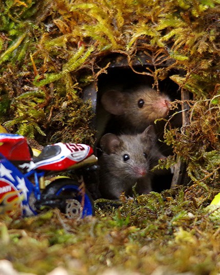 miniature mice family house simon dell 54.jpg