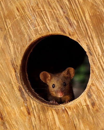miniature mice family house simon dell 51.jpg