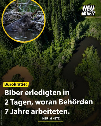 Biber Original.jpg
