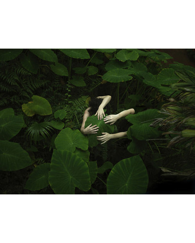 In Our Nature Elephant Ear Alocasia odora in Autumn 2017 In Our Nature 6a5f61513d6d5 700 bordered.jpg