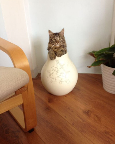 Not My Cat I Dont Own Cat Inside House 1 592e71f99095e 700.jpg
