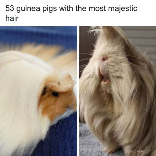 Long haired guinea pigs.jpg