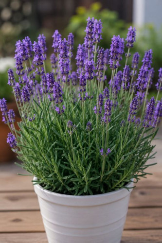 lavender 1200x1800.jpg