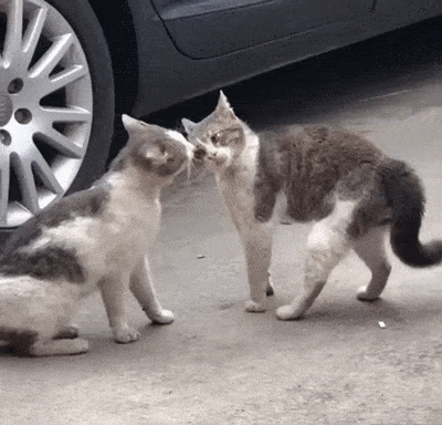 CORDUpn.gif