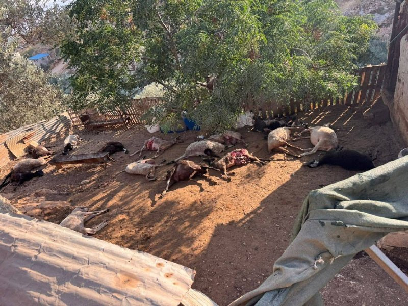 بعد فشلهم بسرقة قطيع من الأغنام.. نفوق عدد من الأغنام بفعل رشها بالسموم من قبل المستوطنين في عصيرة الشمالية شمال غرب نابلس...