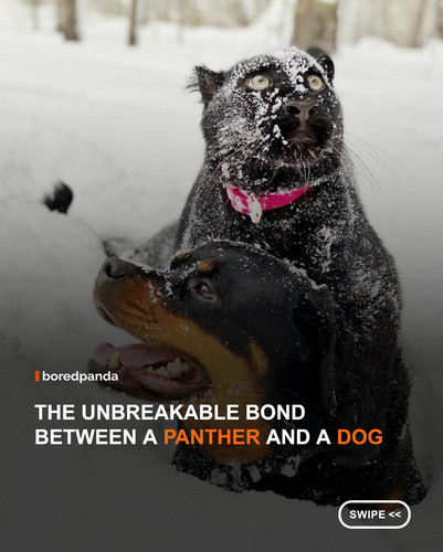 swipe to read.jpg
