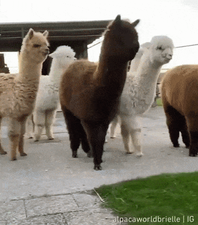 COeerxV.gif