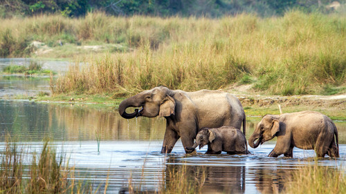 Chitwan Tour Package.jpg