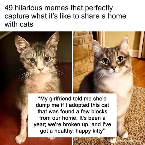 funny memes meowsterious cat.jpg