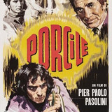 20 porcile