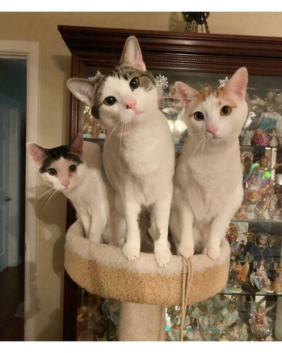 6a607e598708f cats groups cute pictures 700 bordered.jpg