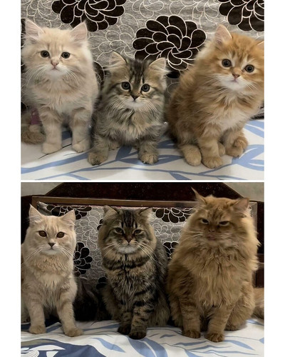 6a607fe5793f7 cats groups cute pictures 700 bordered.jpg