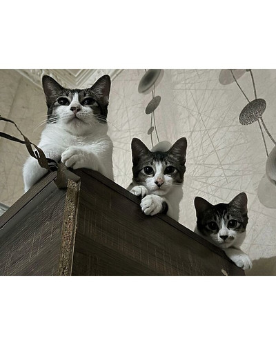 6a607f80863c8 cats groups cute pictures 700 bordered.jpg