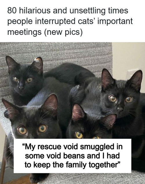 cats groups cute pictures.jpg