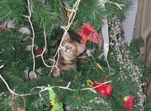 Belka Christmas.jpg