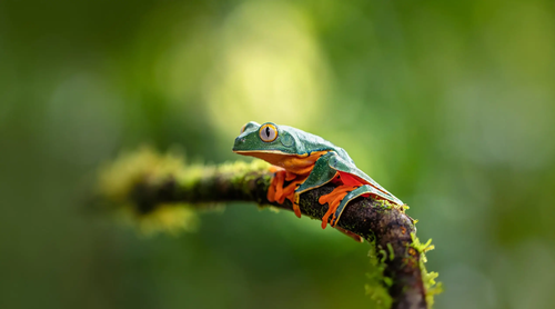 daily wallpaper hd 4k photos.png