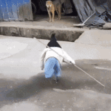 daily gifdump 3296 14.gif