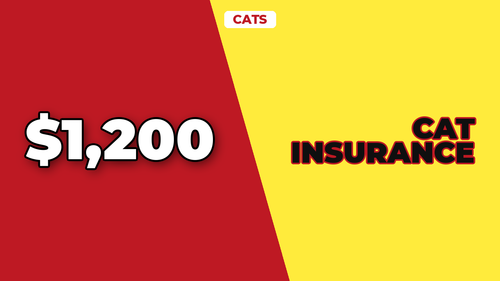 thumb cat insurance do you really need it landscape.png