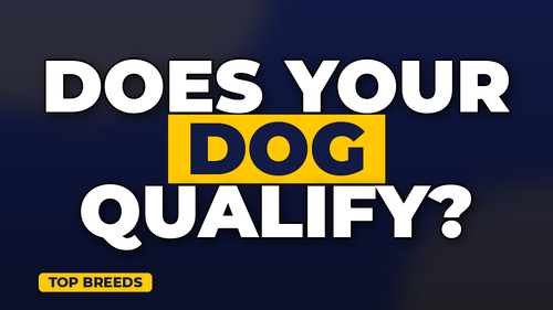 thumb dog breeds with highest insurance rates landscape.png