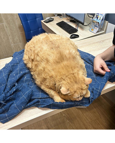 obese cat kroshik 66e1779387c1c 700 bordered.jpg