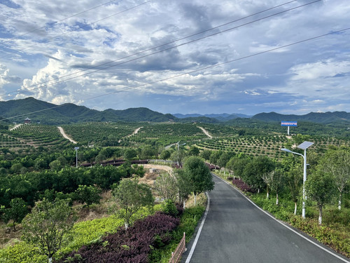orchard small.jpg