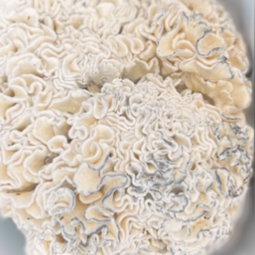 Reliable Enigma Brain Coral Mushroom Spores Online.png