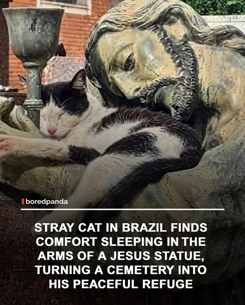 img facts.jpg