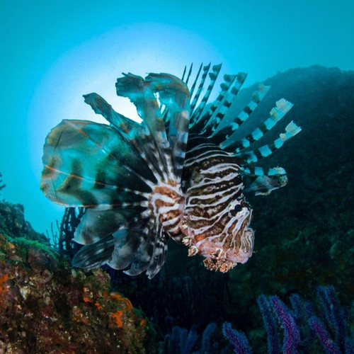 Muscat Boat Tours: Explore the Stunning Coastline of Oman.jpg