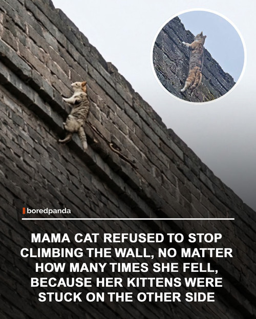 img facts (1).jpg