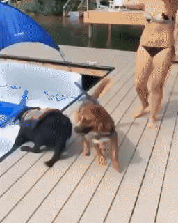 CPkcfsa.gif