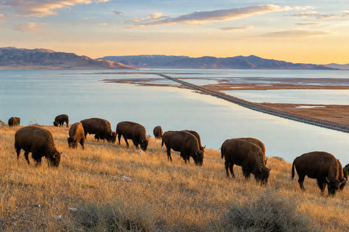 stop antelope island.jpg