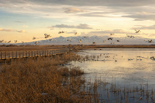 stop bear river refuge.jpg
