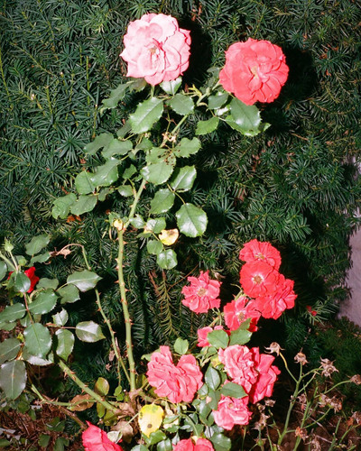 random by @kgmfoo9251.jpg