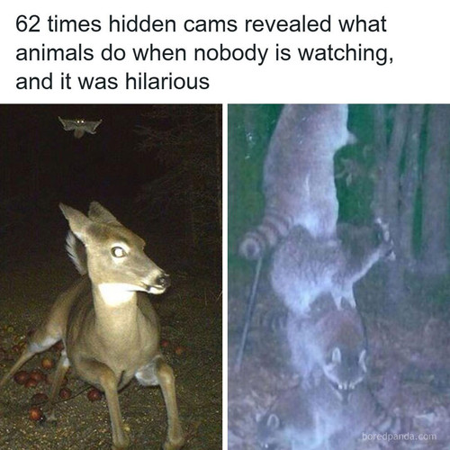 animals (2).jpg
