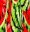 MELON SPLASH
