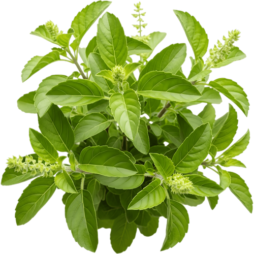 —Pngtree—fresh holy basil plant vibrant 23193458.png