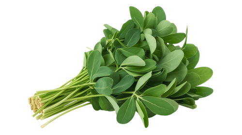 —Pngtree—bunch of fresh fenugreek leaves 22629320.png