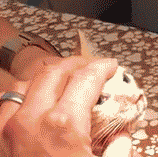 1000066780.gif