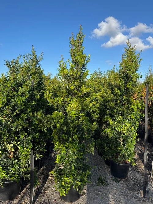 Bamboo Screening in Sydney | Best Privacy Screening Plants.jpg