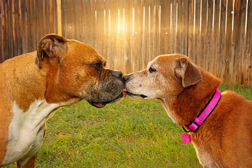 dogs intimate kiss.jpg