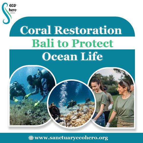Coral Restoration Bali to Protect Ocean Life.jpg