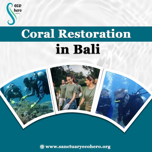 Coral Restoration in bali.jpg