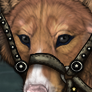 icon.png