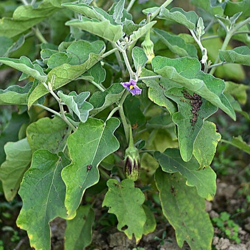 brinjal plant flower fruit agriculture field eggplant solanum melongena broad green leaves small pur.jpg