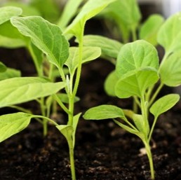 seedlings eggplant closeup sprouts eggplants 260nw 1023967417.jpg