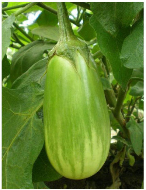 50 brinjal seed 50 m s nature trade original imafzfsqdwh9byky.jpg