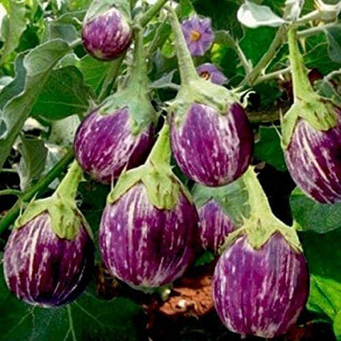 20 brinjal seeds ronofic original imah2ymxu9hgzekj.jpg