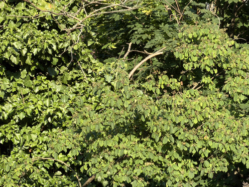 IMG 0690.jpg