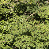 IMG 0690