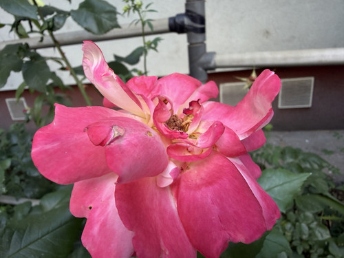 IMG 0673.jpg